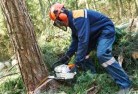 Guildford VICtree-felling-services-21.jpg; ?>